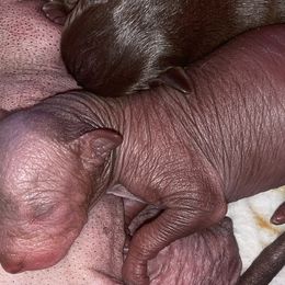 Boy 2 - Liver Xoloitzcuintli puppy in Endicott, New York from Upstate Xoloitzcuintli NY