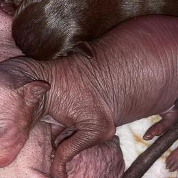 Boy 2 - Liver Xoloitzcuintli puppy in Endicott, New York from Upstate Xoloitzcuintli NY