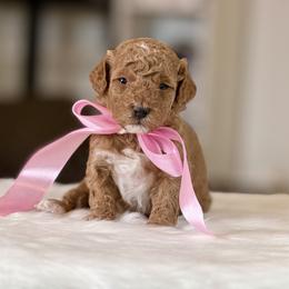 Camellia - Apricot female Poodle puppy in Salem, Oregon from Lavish Poodles