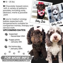 Australian Labradoodle puppies from Brinkerhoff Doodle Farm