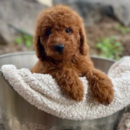 Rosie - Red  female Goldendoodle puppy in South Jordan, Utah from Wasatch Pup