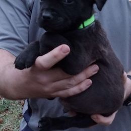 Green boy - Boerboel puppy from Flanders Kennels LLC