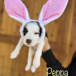 Pepa - Brown and white Sheepadoodle puppy in Cleburne, Texas from DoodlesOjoy