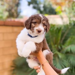 Aussiedoodle, Bernedoodle, Goldendoodle, and Poodle Puppies from Teddy Doodles & Standard Poodles