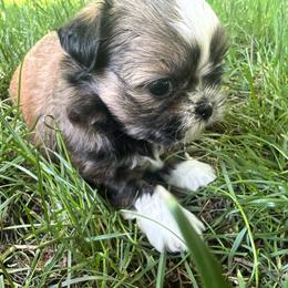 Girl 2 - Sable female Shih Tzu puppy in Tenino, Washington from Fantasy Realm Shih Tzus