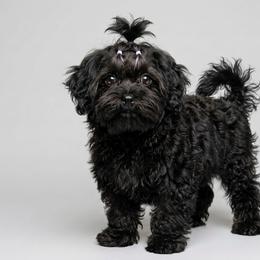 Chloe - Black female Russian Tsvetnaya Bolonka puppy in Chicago, Illinois from Simply Bolonka - A Russian Tsvetnaya Bolonka Kennel