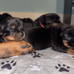 Girl 3 - Black and rust female Rottweiler puppy in Detroit, Michigan from Dark Storm Kennels