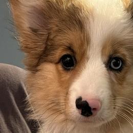 Pembroke Welsh Corgis from Lunar Lane Corgis