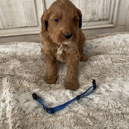 Goldendoodle Puppies from Jozlyn’s Pups