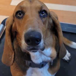 Basset Hounds from The Five More Wiggle Butts