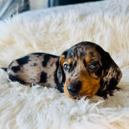 Miles - Dapple male Dachshund puppy in Holtwood, Pennsylvania from Holly Hill Dachshunds