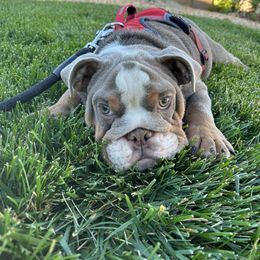 Boogie - Fawn Bulldog puppy in California from Socal G Bulldogs