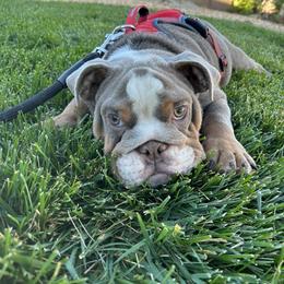 Boogie - Fawn Bulldog puppy in California from Socal G Bulldogs