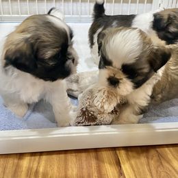 Shih Tzu Puppies from Willow Lane Shih Tzus
