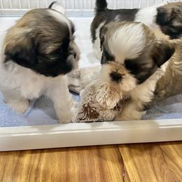 Shih Tzu Puppies from Willow Lane Shih Tzus