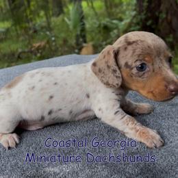 Dappled Piebald Boy With Heavy Ticking (Incredible Coat) - Dapple male Dachshund puppy in Brunswick, Georgia from Coastal Georgia Miniature Dachshunds