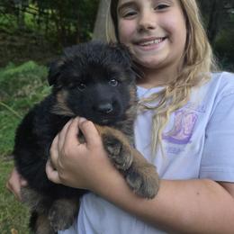 German Shepherd Puppies from Elite Von Haus German Shepherds
