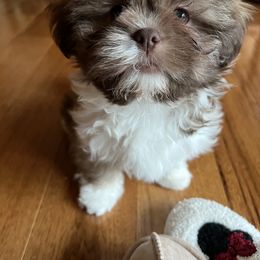 Shih Tzu Puppies from LaDawn’s Little Lions