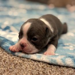Nova - Blue female Boston Terrier puppy in Red Rock, Arizona from Cortes Boston Terriers