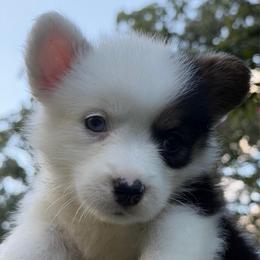Oreo - Black and tan female Pembroke Welsh Corgi puppy in Millersville, Maryland from Corgis by the bay