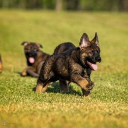 German Shepherd Puppies from Sommerfeld German Shepherds