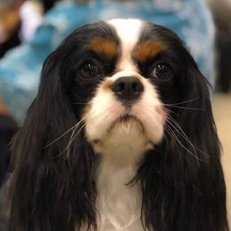 Cavalier King Charles Spaniels from Steve McElheny's Cavalier King Charles Spaniels