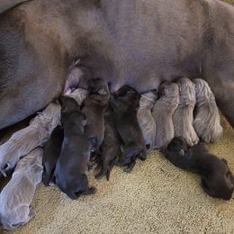 Cane Corso from Cane Corsos R Us