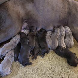 Cane Corso from Cane Corsos R Us