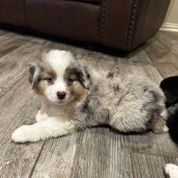 Boo - Blue merle female Miniature American Shepherd puppy in Florseville, Texas from Ashber Farm