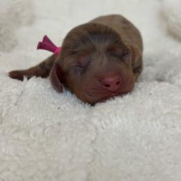 Autum - Dapple female Dachshund puppy in Murrieta, California from Dash of Love