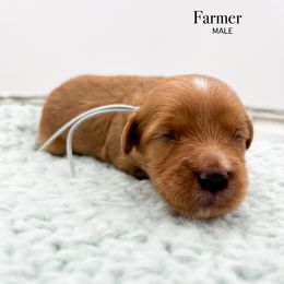 Farmer - Red  male Goldendoodle puppy in Sunman, Indiana from Brunsman Country Doodles LLC