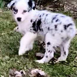 Karma - Blue merle female Australian Shepherd puppy in Marshfield, Vermont from Discovery Hill Australian Shepherds