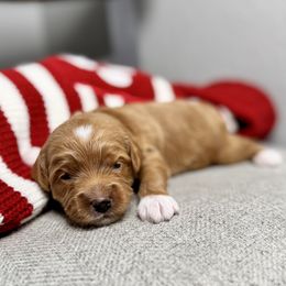 Promise - Red male Double Doodle puppy in Orange, Texas from Walk with Me Doodles
