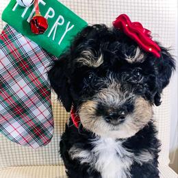 BAGEL - Tri-color female Bernedoodle puppy in Houston, Texas from Pia’s Doodle Poodle Wag