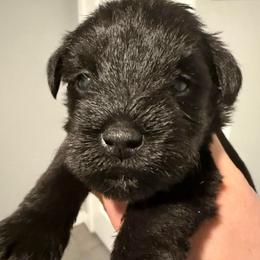 Black girl - Black female Miniature Schnauzer puppy in Avondale, Arizona from Campos Schnauzers