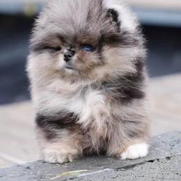 Blue Berry - Blue merle female Pomeranian puppy in Visalia, California from Exotic_fresita_poms
