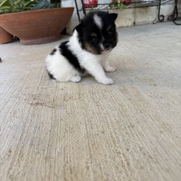 Bean - Black parti female Pomeranian puppy in Texas from D&C Pomeranians