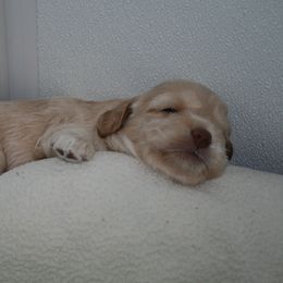 Australian Labradoodle Puppies from Windsor Creek Labradoodles