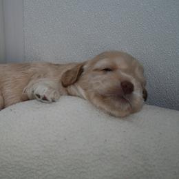 Australian Labradoodle Puppies from Windsor Creek Labradoodles