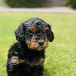Daisy - Black and tan Cavapoo puppy in Phoenix, Arizona from Camelback Cavaliers