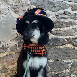 Puppy boy 1 - Black and tan male Afghan Hound puppy in Carlisle, Pennsylvania from Winterberry Afghan Hounds