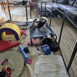 Border Collie Puppies from Deanna Kuhl