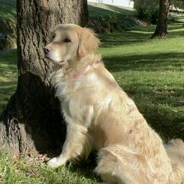 Mango - Golden Retriever