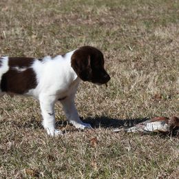 Brittany Puppies from Jenvy Brittanys