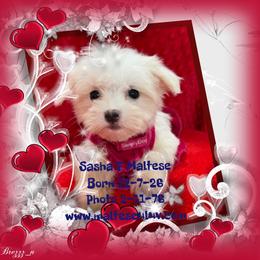 Sasha - White female Maltese puppy in Silverhill, Alabama from Malteseuluv’s Tiny Treasurers