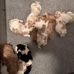 Australian Labradoodle, Bernedoodle, Double Doodle, Goldendoodle, and Poodle Puppies from Karlas Pet Rendezvous