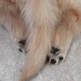 Doberman Pinschers, Flat-Coated Retrievers, and Golden Retrievers from Creekwood Kennel
