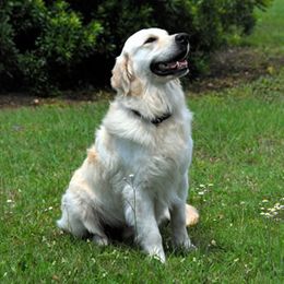 Benny - Golden Retriever