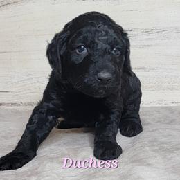 Duchess (Pink Collar) - Black female Goldendoodle puppy in Scurry, Texas from 07 Seven Oaks Goldens and Doodles