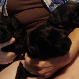Giant Schnauzer Puppies from Giant Strides Giants
